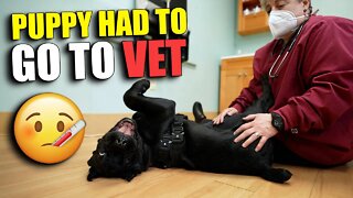 Puppy Had To Go To VET - Cane Corso Puppy