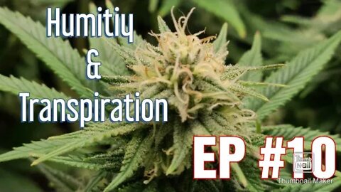 | Humidity And Transpiration | What Does it Mean For Your Cannabis