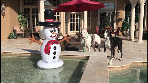 Talkative Great Danes Discover A Snowman In Their Florida Pool