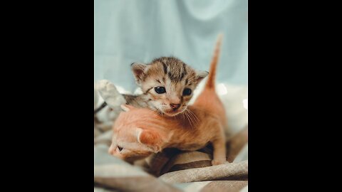 #kittens cute kittens fun 🤩