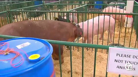 Swine flu found in pigs at Oakland County Fair, transmission to humans is 'rare'