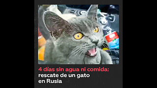 Gato encerrado sin comida ni agua cuatro días en un coche