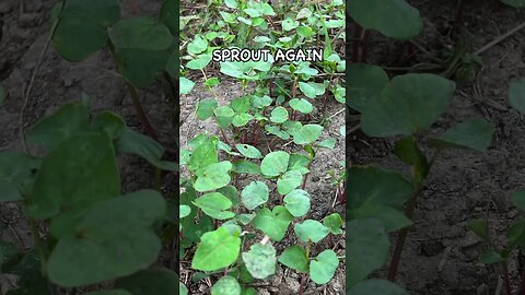 Turkeys Flock to This Cover Crop #covercrops #regenerativeagriculture #soilhealth