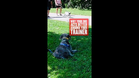 Why Is Your Dog Behaving More Around Your Trainer?