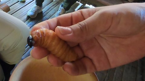 Guests at traditional Amazon village eat monster grubs