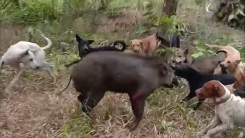 wild boar hunting dog