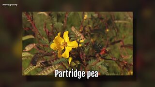 Partridge Pea | Sarah's Walking Club Fall Scavenger Hunt