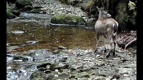 A Creek near Ketchikan April/May