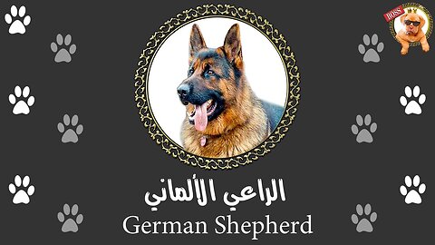 كلب الجيرمن شيبرد | كل تفاصيل و مواصفات الكلب الأشهر في العالم | الراعي الألماني | German Shepherd