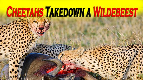 Cheetah Hunting || Cheetahs Hunting & Killing an Impala