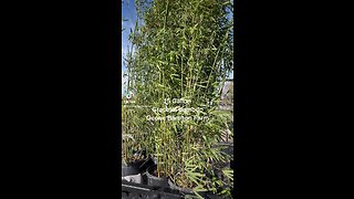 15 Gallon Graceful Bamboo 407-777-4807 Florida