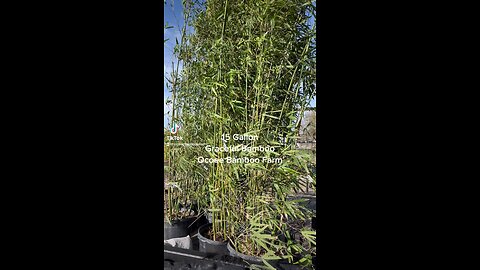 15 Gallon Graceful Bamboo 407-777-4807 Florida