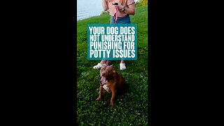 Your Dog Does Not Understand Punishing For Potty Issues