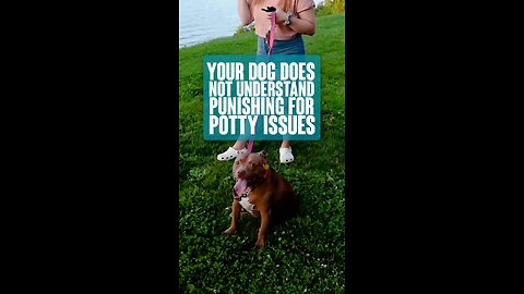 Your Dog Does Not Understand Punishing For Potty Issues