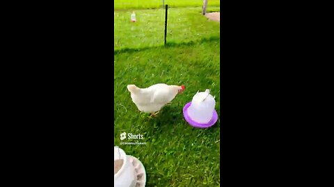 Chickens are cool 3