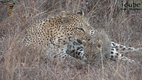 Leopard Family, Part 7