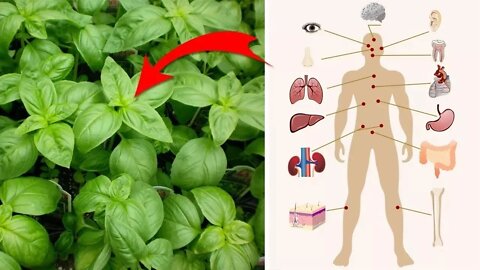 Você sabe para que serve o manjericão? Antibiótico natural, ajuda com o colesterol alto, etc…