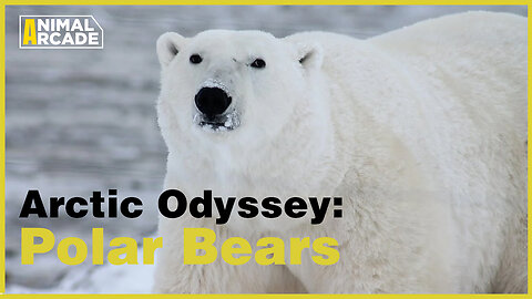 Arctic Odyssey: Captivating Encounters with Enigmatic Polar Bears