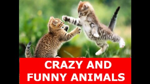 Cute Pets And Funny Animals and crazy