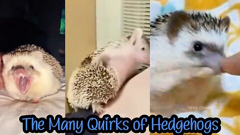 The Many Quirks of Hedgehogs