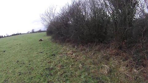 Fox and pheasant hunting in Ireland