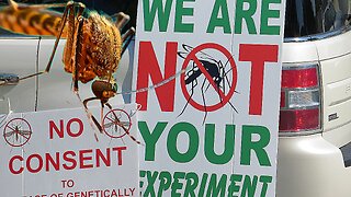 'GMO' MOSQUITOES RISK KILLING MILLIONS! THE 'USA' & 'UK' AT RISK OF NEW DEADLY DESEASES