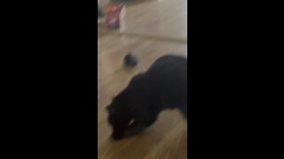 Crazy cat playing