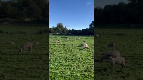 20 Seconds of Countryside Charm - Sheep spectacle
