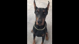 This Doberman can already taste the treat