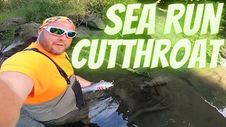 Caught a BIG Sea Run Cutthroat After Working Hole on River for Hour!