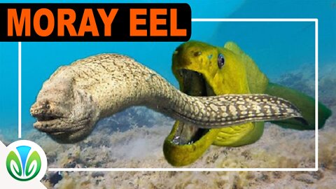 Moray Eel - The terrifying obsession of divers!