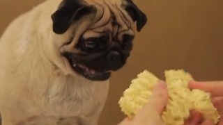 Pablo the Food Critic Pug