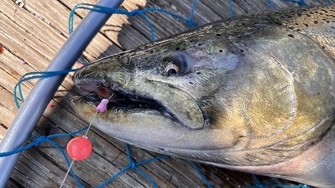 Float Fishing For King Salmon With Skein Part 1 / King Salmon Run 2023 / Michigan Fishing Videos