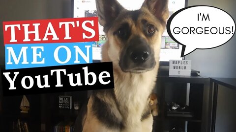 Gerberian Shepsky Watches Herself On YouTube and Thinks She's Famous