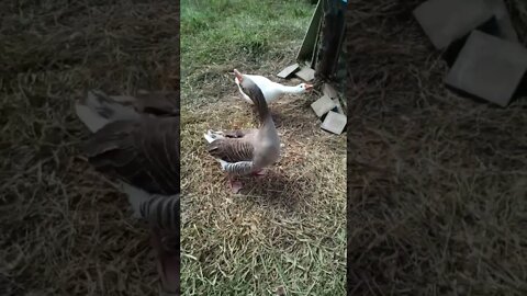 Geese protecting the ducklings again July 30th