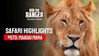 Safari Highlights #573: 20 & 21 October 2020 | Maasai Mara/Zebra Plains | Latest Wildlife Sightings