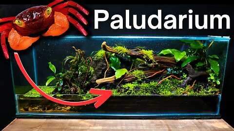 I Made a Paludarium for Vampire Crabs, Here's How!