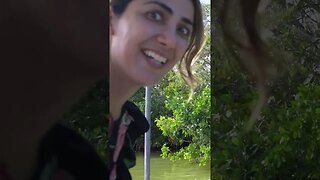 Feeding Wild Crocodiles From Our Boat #shortvideo #mexico #travelvlog #shorts