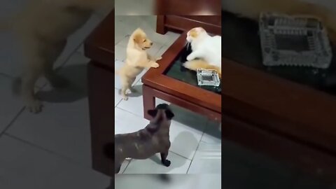 Cat punched the dog funny #shorts #cat #dog