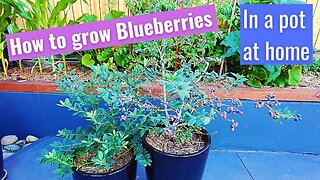 How to easily grow Blueberries in a pot at home