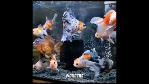 Beautiful Coloured Fishes in Aquarium#goldfish#beautiful#fishes#wow#sea#seacreature#aquatic#nature