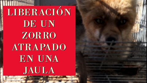 Liberación de un zorro atrapado en una jaula trampa. De vuelto a su entorno a la naturaleza