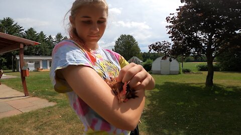 Chicken is put to sleep by owners loving hand