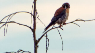 American Kestrel