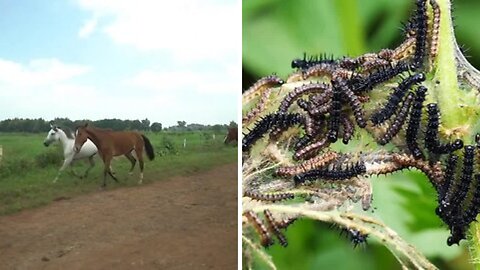 Lovely Animal Moments: Rooster, Cow, Tiger, Horse, Duck, Dog, Cat,... | Wildlife Videos