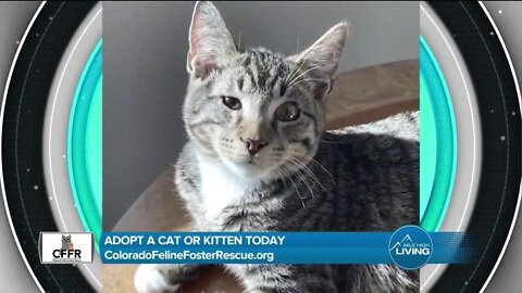Adopt A Cat // Colorado Feline Foster Rescue