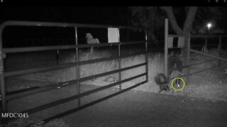 Critter Watch - Reviewing My Trail Cam At My Gate I Found A Critters Visiting