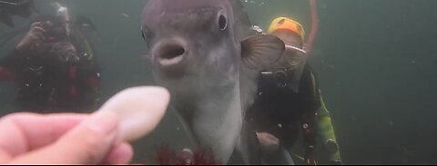 In Sunfish Land between Tateyama and Namisa, try feeding the sunfish 💕 It's so cute 🎵