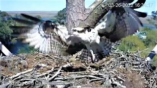 Osprey Visits The Nest 🦉 3/26/22 16:34
