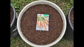 Planting Carrots In Pots 6/12/23